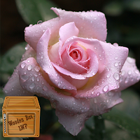 baby pink rose wallpaper