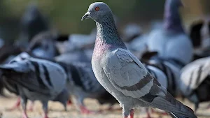 Pigeons Bird Wallpaper Screenshot 0