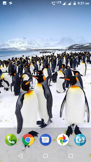 Penguin Wallpaper Screenshot 2