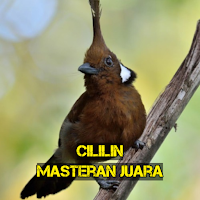Cililin Masteran Juara