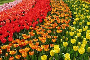 Netherlands wallpapers Screenshot 3