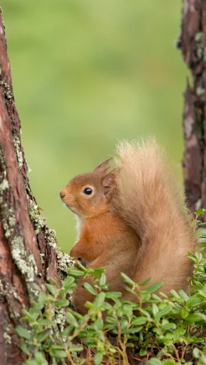 Squirrel Wallpapers Screenshot 2