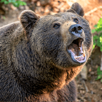 Bear Sounds