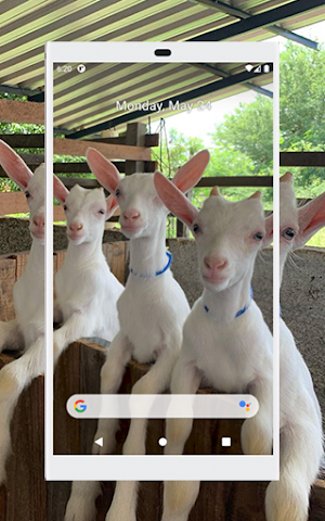 Papéis de Parede com Animais de Fazenda em HD Screenshot 3