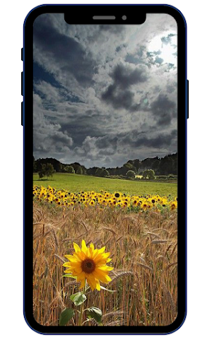 Summer Wallpapers Screenshot 1