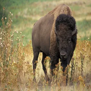 Buffalo Sounds Screenshot 0