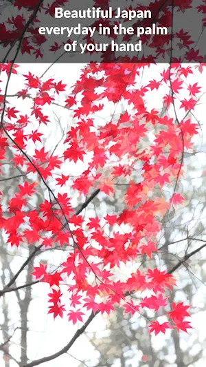 Japan Beautiful Wallpaper Screenshot 3