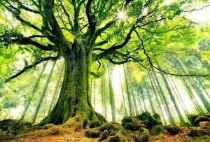 Trees Wallpapers Background Screenshot 0