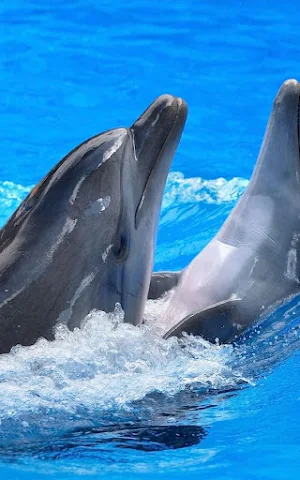 Dolphin Wallpapers Screenshot 2