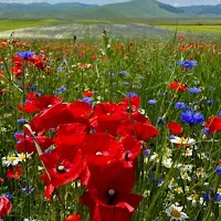 EUPHRASIA