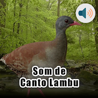Som de Canto Lambu