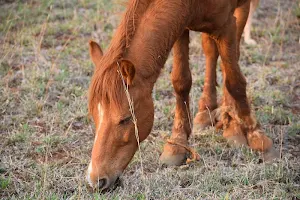 Wild horse wallpapers Screenshot 3