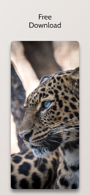 Cheetah Leopard Wallpapers Hd Screenshot 3