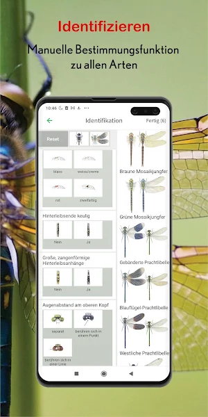 Dragonfly Id Britain & Europe Screenshot 2
