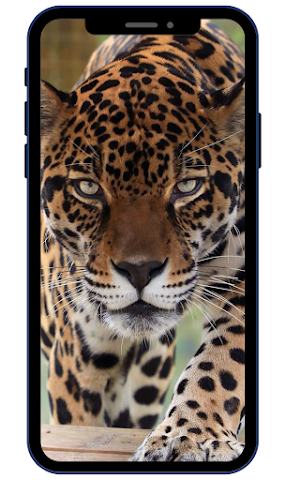 Leopard Wallpapers Screenshot 3