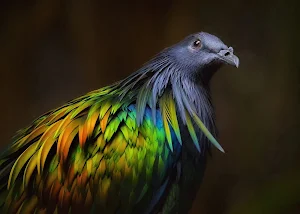 Nicobar Pigeon Wallpaper HD Screenshot 3