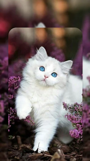 Cute Cat Live Wallpapers HD Screenshot 1