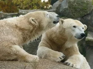 Polar bear wallpapers Screenshot 3