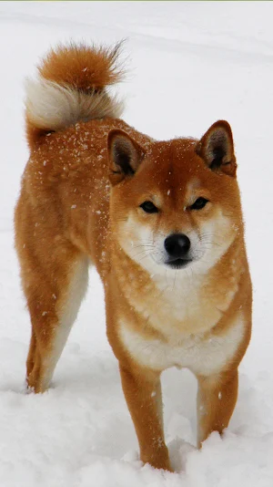 shiba inu wallpaper Screenshot 0