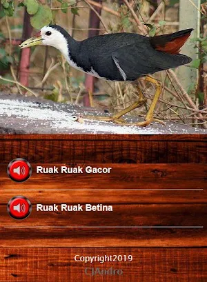 Caller voice of the Bird Amaurornis phoenicurus Screenshot 1