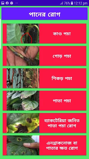 নিরাপদ পান উৎপাদন~Betel Leaf Cultivation Screenshot 3