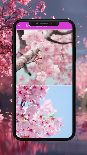 Sakura Flowers Wallpapers Screenshot 3