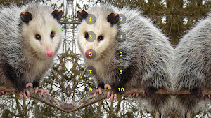 Possum Growl Sounds Of Possums Screenshot 3