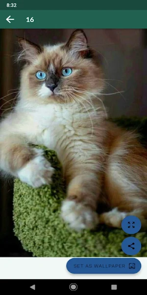 Fondos de animales hermosos Screenshot 3
