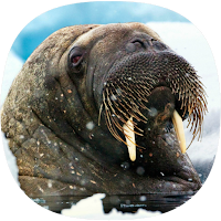 Walrus Sounds