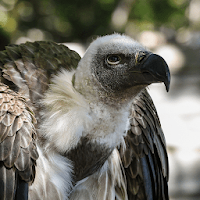 Vulture Sounds