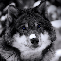 Wolf Wallpapers