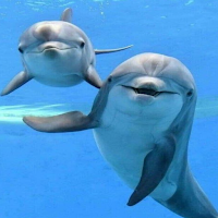 Dolphin Live Wallpaper HD4K