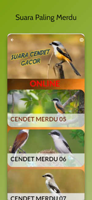 Suara Burung Cendet Betina Screenshot 2