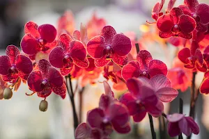 Orchid Wallpaper HD Screenshot 1