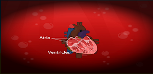 Circulatory and Lymphatic Systems Screenshot 0