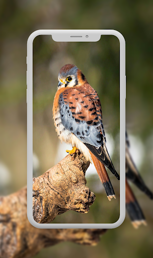 Bird Wallpaper Screenshot 1