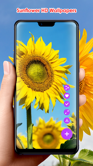 Sunflower HD Wallpapers Screenshot 1