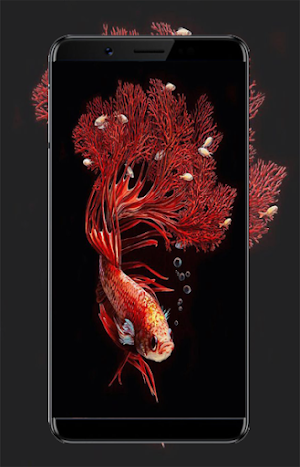 Betta Fish Wallpapers Screenshot 0