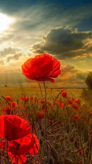 Flower Wallpaper HD Screenshot 0