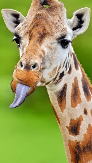 Giraffe wallpaper Screenshot 0
