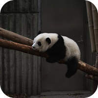 Cute panda Wallpaper