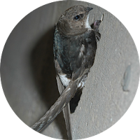 Swallow Sounds & Ringtones