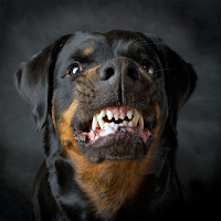 Dog Growling Sounds