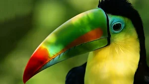 Toucans Wallpaper HD Screenshot 1