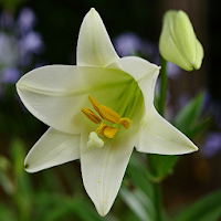 Lily Flower Backgrounds