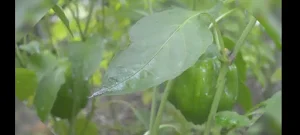 Food Forest TV Screenshot 2