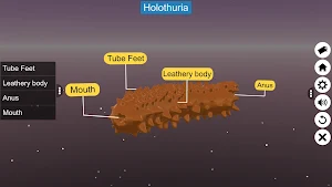 Echinodermata Screenshot 2