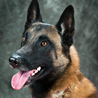 Belgian Malinois Wallpapers