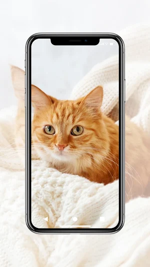 Cute Cat Wallpaper HD Screenshot 0
