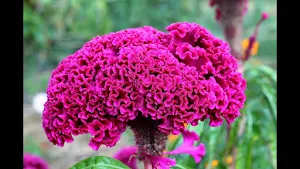 Cockscomb Flower Wallpapers Screenshot 2